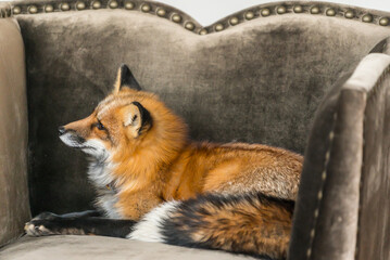 Fototapeta premium A red fox lounges elegantly on a plush couch, enjoying the comforts of home