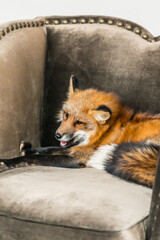 Fototapeta premium A playful red fox lounges on an elegant armchair, radiating charm in a cozy room