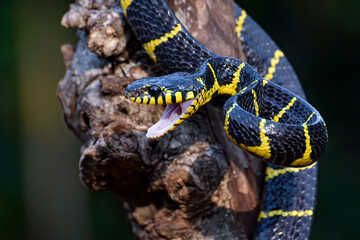 Obraz premium Gold ringed cat snake coiled around a tree in attack position