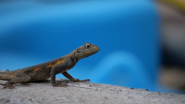 L&eacute;zard chassant un insecte volant - Agame des Colons