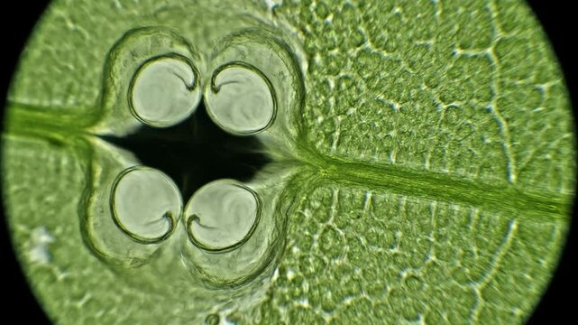 Microscopic view of plant stomata opening and closing on a green leaf, illustrating vital gas exchange.