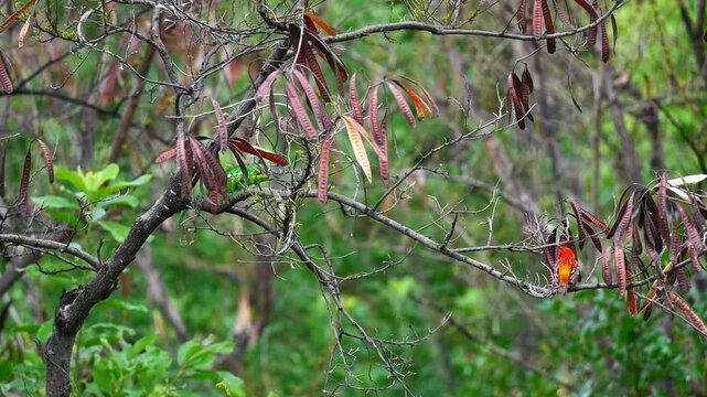 Cam&eacute;l&eacute;on immobile et rouge-gorge se grattant sur une branche