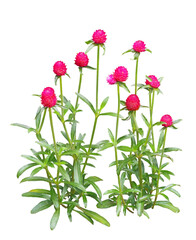 センニチコウ　6月