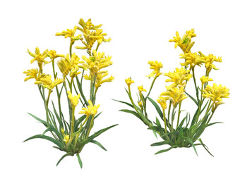 カンガルードポー　4月