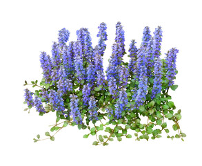 アジュカ　4月撮影