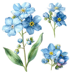 Exquisite watercolor illustration of delicate blue forget-me-not blossoms with green leaves