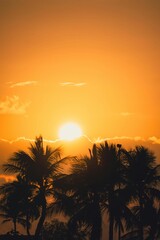 Tropical Sunset with Palm Trees Summer Vacation Nature Scene