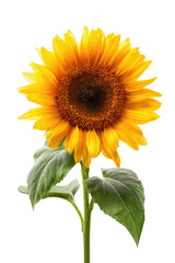 Obraz premium Bright, single sunflower with large bloom, green leaves, and dark background