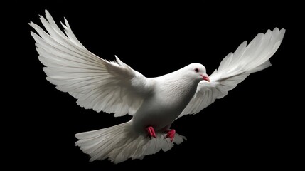 Fototapeta premium White dove with spread wings against a black background