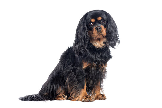 Black and tan Cavalier type dog sitting on white background, long wavy ears and serious expression captured in elegant studio pet portrait

