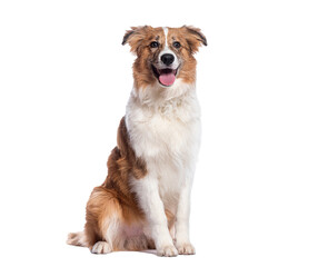 Fototapeta premium Happy brown and white shepherd dog sitting on white background, fluffy coat, bright eyes and tongue out captured in cheerful studio portrait