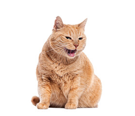Obraz premium Ginger tabby cat sitting on white background with open mouth, expressive face and fluffy orange fur captured in bright studio pet portrait