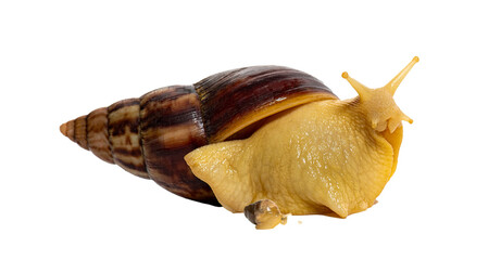 Large yellow land snail emerging from dark brown conical shell on white background, extended eye stalks and slimy body captured in detailed macro   © Jane