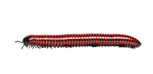 Obraz premium Bright red and black millipede crawling in side view on white background, long segmented body and many tiny legs shown in clean studio macro