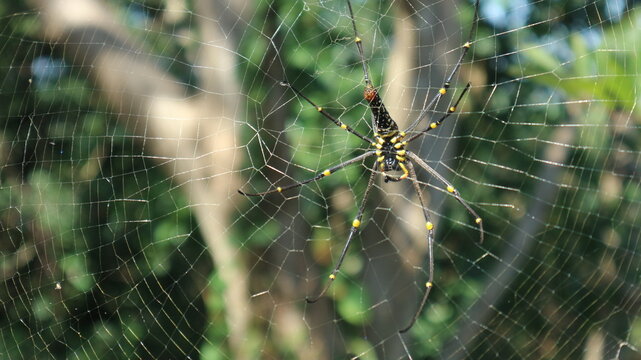 Nephila on web