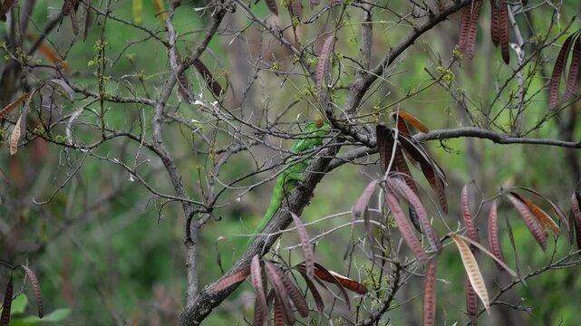 Endormi de La R&eacute;union grimpant sur un arbre