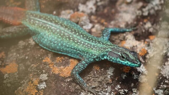 L&eacute;zard vert aux couleurs brillantes sur une roche