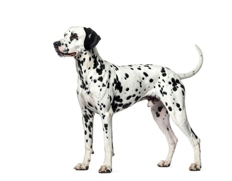 Dalmatian dog with black spots and pointed ears stands on a white background