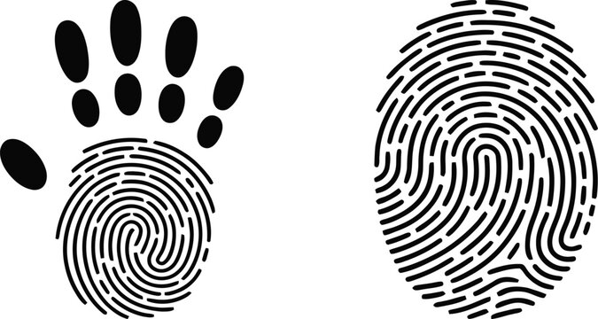 Comparison of Human Fingerprint and Animal Paw Print Swirls, Illustrating Biometric Security and Wildlife Traces Side by Side