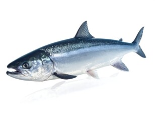 Silvery fish, poised in profile, showcasing fins and open mouth