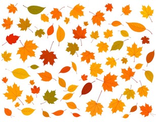 Fototapeta premium Colorful autumn leaves in various shades scattered on white background