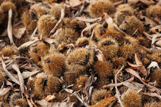 Fallen chestnut burrs covering autumn forest floor