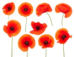 Obraz premium Collection of vibrant red poppies on a pure white background