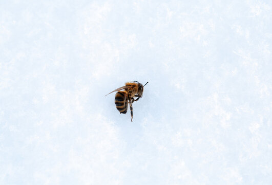 Close-up of a dead bee frozen in the snow on a cold winter day. The image captures the delicate frost on the insect and the stark contrast against the white snow