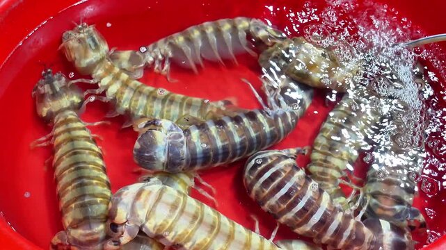 live mantis shrimp seafood, mantis shrimp aquatic animal, mantis shrimp in water