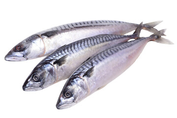 Naklejka premium Fish mackerel isolated