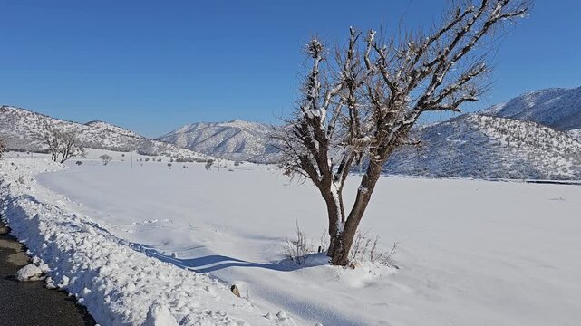 Single bare tree standing in a bright snowy landscape with distant mountains under a clear blue sky, capturing the calm and purity of winter nature.  
📍Marivan, Kurdistan 