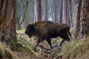 Rodzina żubrów na leśnej zimowej polanie w Pszczynie Jankowicach Polska © kubikactive