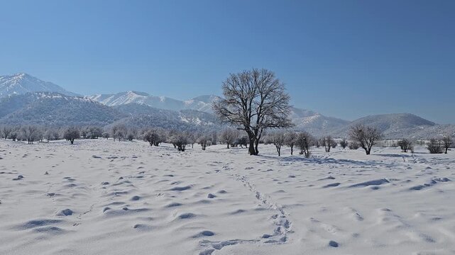 Snow-covered winter landscape with a lone tree, soft footprints, distant mountains, and clear blue sky, capturing the peaceful beauty of a bright cold-season day.  
📍Marivan, Kurdistan 