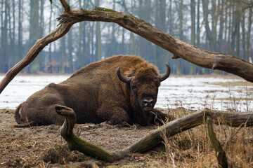 Rodzina żubrów na leśnej zimowej polanie w Pszczynie Jankowicach Polska © kubikactive
