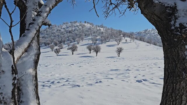 Snow-covered winter landscape with scattered leafless trees, gentle snowy hills, and clear blue sky, capturing the peaceful beauty of a bright and pristine cold-season day.  
📍Marivan, Kurdistan 