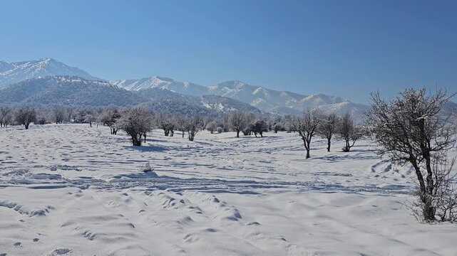 Snow-covered winter landscape with scattered leafless trees and distant mountains under a clear blue sky, capturing the peaceful beauty of a bright and pristine cold-season day.  
📍Marivan, Kurdist