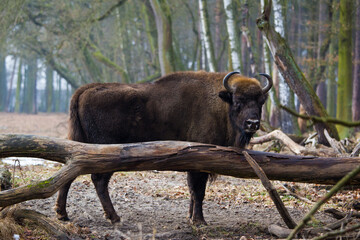 Rodzina żubrów na leśnej zimowej polanie w Pszczynie Jankowicach Polska © kubikactive