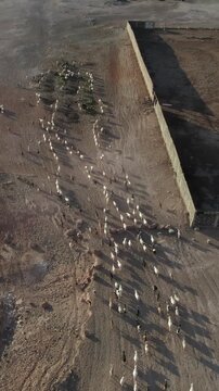 Herd of goats walking across a dry, dusty landscape on the Canary Islands, filmed from above