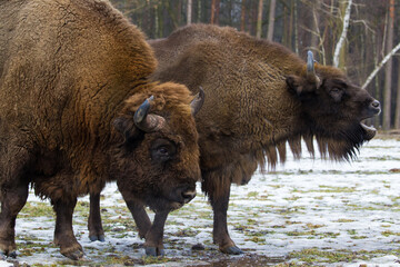 Rodzina żubrów na leśnej zimowej polanie w Pszczynie Jankowicach Polska © kubikactive