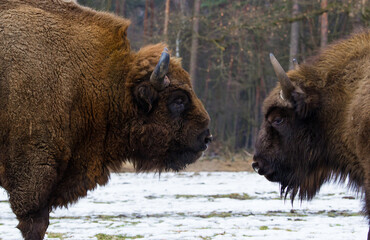 Rodzina żubrów na leśnej zimowej polanie w Pszczynie Jankowicach Polska © kubikactive