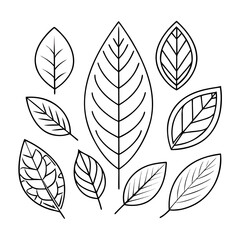 Fototapeta premium set of leaf ,outline white background