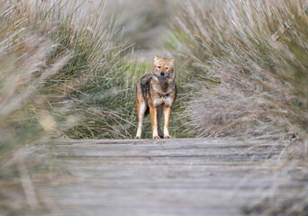 in the wild, golden-tailed jackal