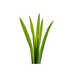 Obraz premium Green grass blades isolated On Transparent Background
