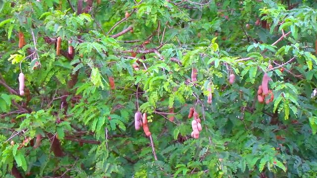Tamarind tree with brown fruits and green leaves in Thailand.