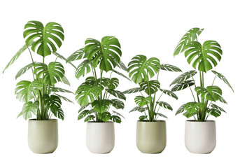 Fototapeta premium Four lush monstera deliciosa plants with vibrant green split leaves in neutral ceramic pots, against a bright transparent studio background with copy space, concept of modern home decor and