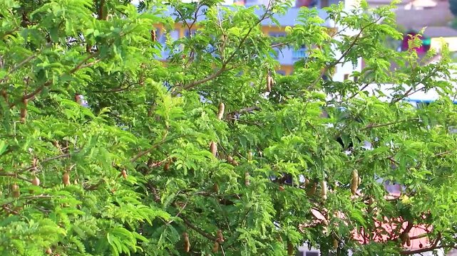 Tamarind tree with brown fruits and green leaves in Thailand.