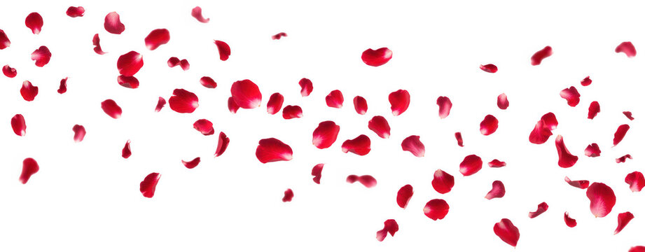 Red rose petals falling isolated on a transparent background