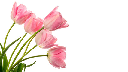 Pink tulips stand together with green stems isolated on transparent background © Hanna
