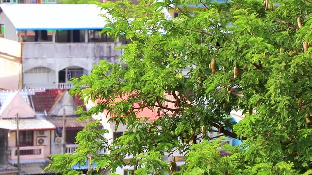 Tamarind tree with brown fruits and green leaves in Thailand.
