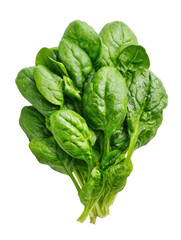 Fresh bunch of vibrant green spinach leaves bundled together